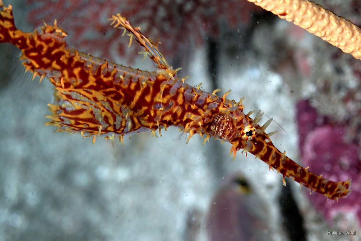 Birmanie - Mergui - 2018 - DSC02630 - Ornate Ghost pipefish - poisson-fantome ornemente - Solenostomus paradoxus.JPG